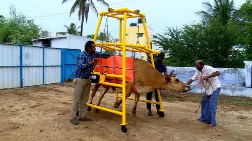 Cow Lifting Equipments